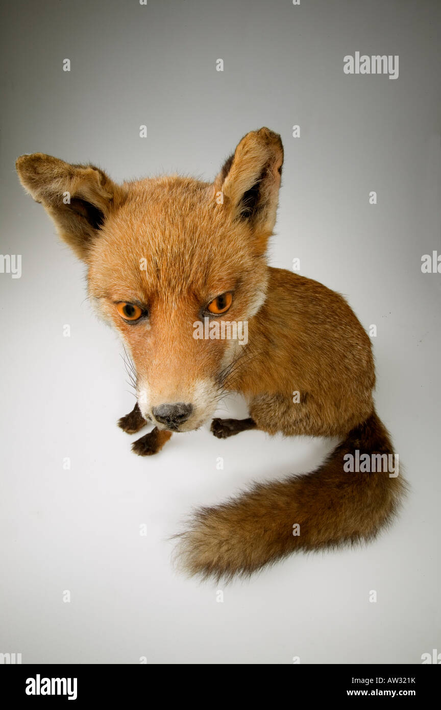 Rotfuchs Red Fox Foto Stock