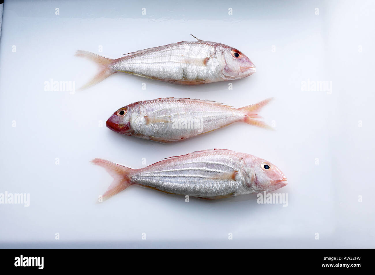 pesce fresco Foto Stock