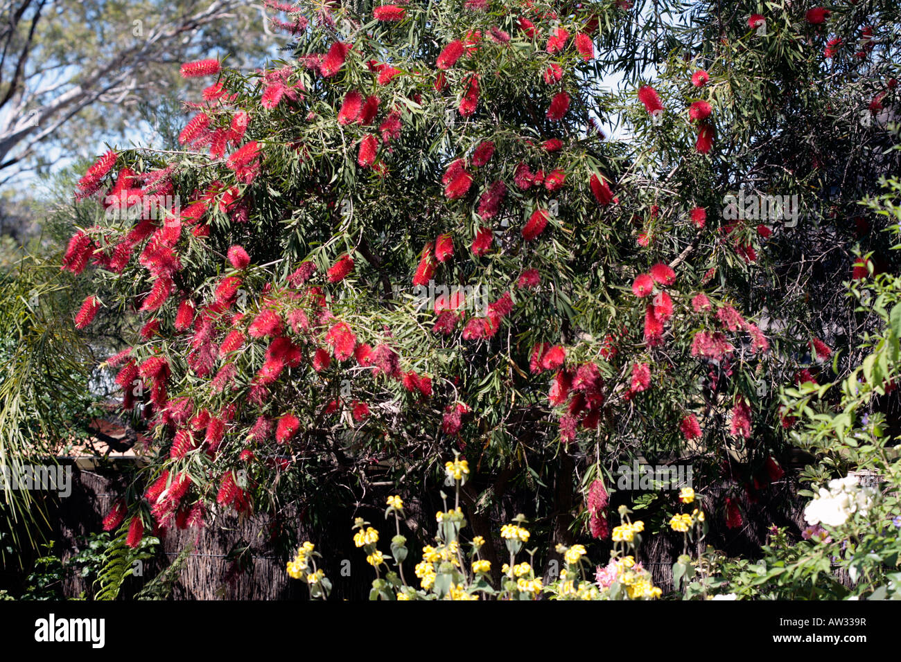 Crimson scovolino da bottiglia - Callistemon citrinus-famiglia Myrtaceae Foto Stock