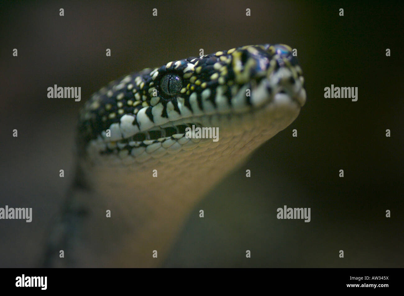 Diamond Python Foto Stock
