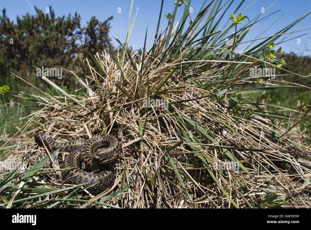 Croce iberica sommatore, Baskian viper (Vipera seoanei), prendere il sole,  Spagna, Burgos Foto stock - Alamy