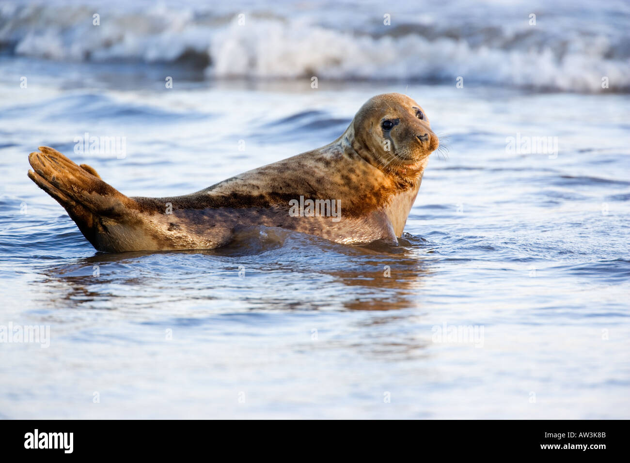 Guarnizione grigia Halichoerus grypus in mare con il surf cercando alert donna nook lincolnshire Foto Stock
