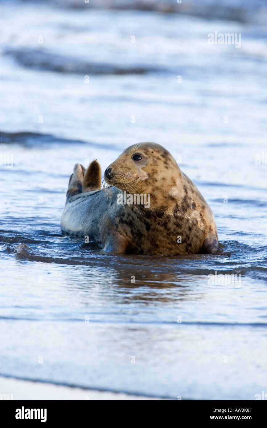 Guarnizione grigia Halichoerus grypus posa in mare alla ricerca alert donna nook lincolnshire Foto Stock