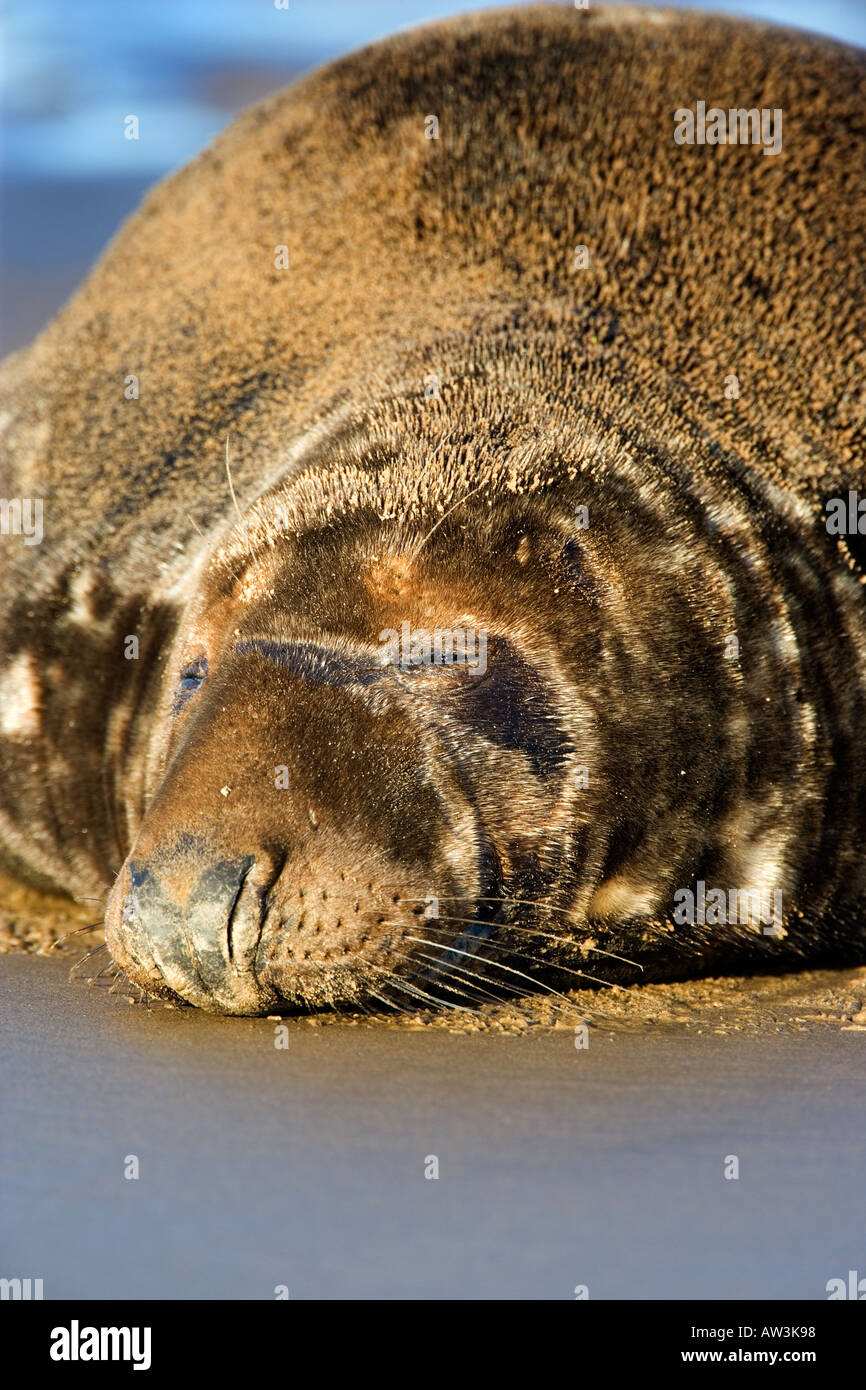 Bull guarnizione grigia Halichoerus grypus close up della testa con gli occhi chiusi donna nook lincolnshire Foto Stock