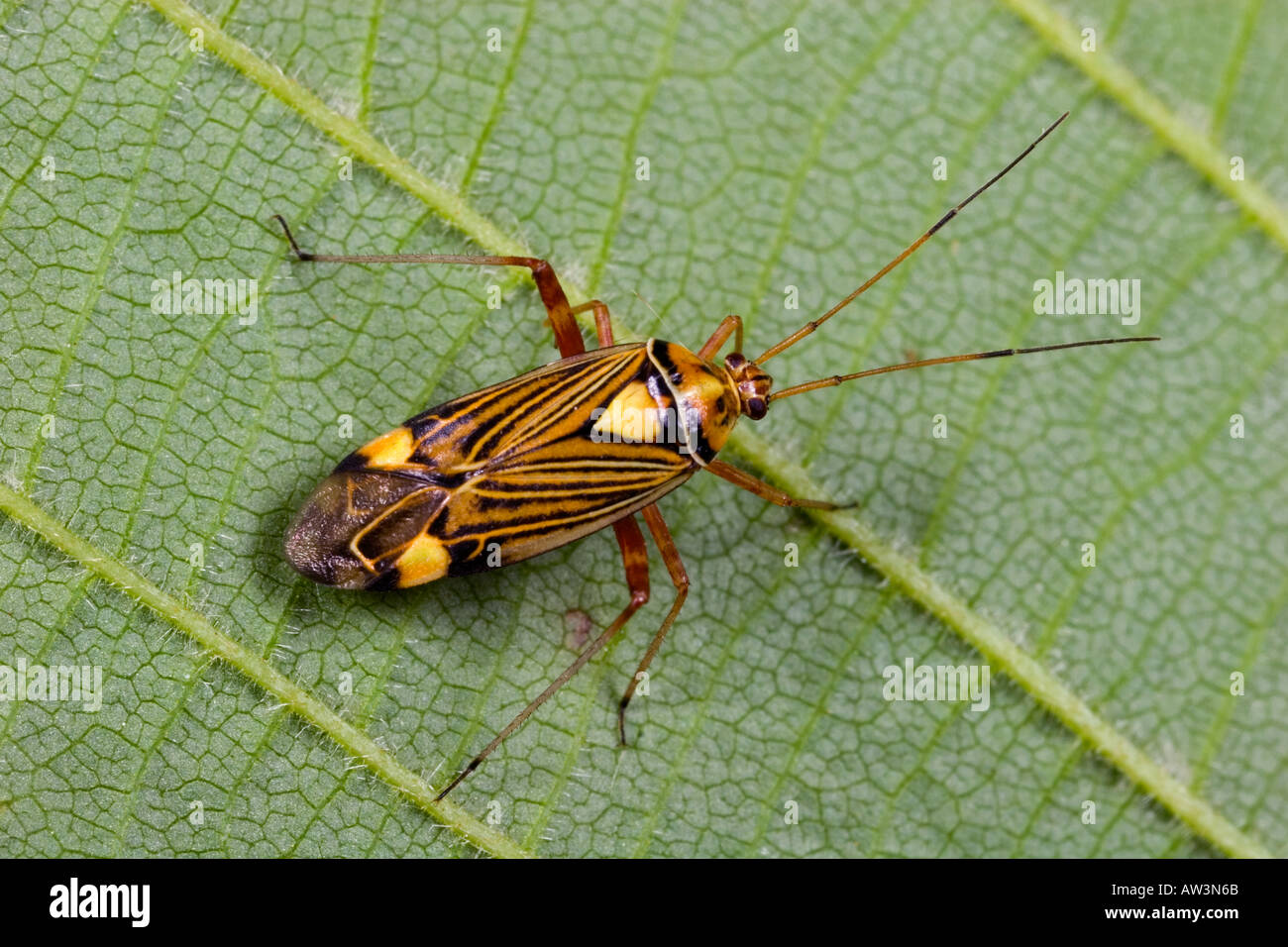 Miris Striatus sulla foglia che mostra chiaramente i contrassegni potton bedfordshire Foto Stock