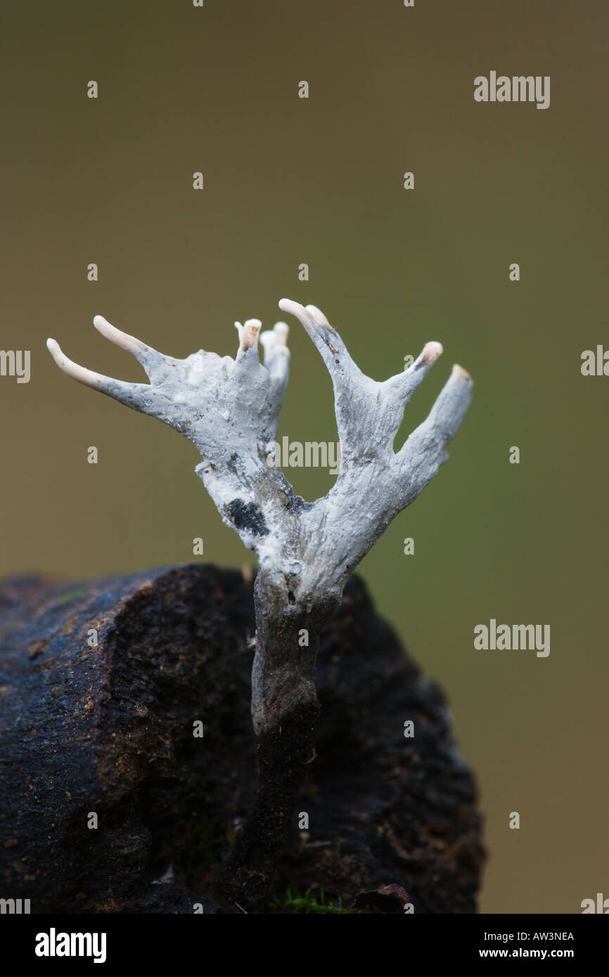 Il tabacco da fiuto per candela fungo Xylaria hypoxylon sul log vecchi con una bella fuori fuoco ashridge sfondo Foto Stock