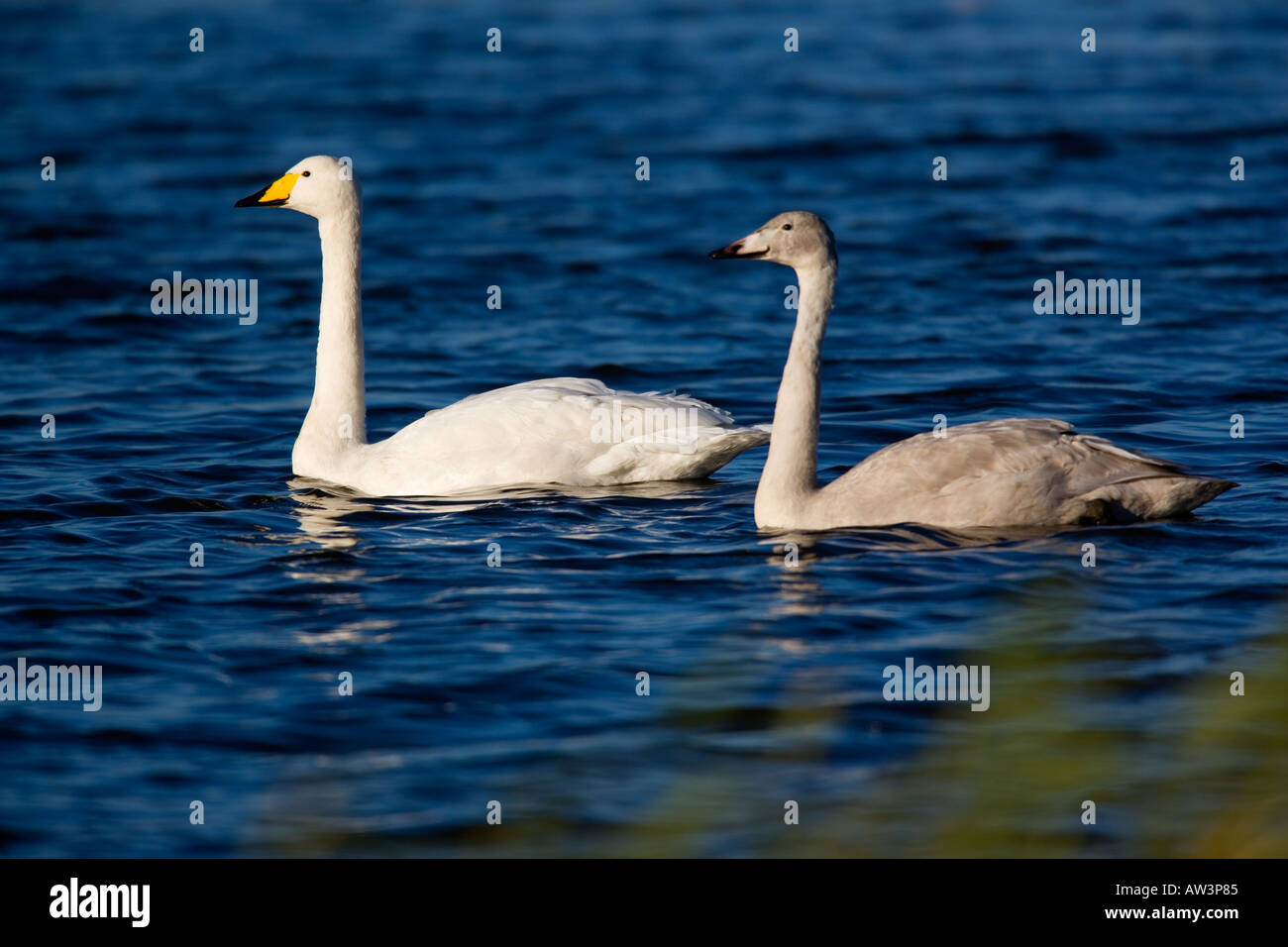 Whooper swan Cygnus cygnus 2 uccelli su acqua Welney Norfolk Foto Stock