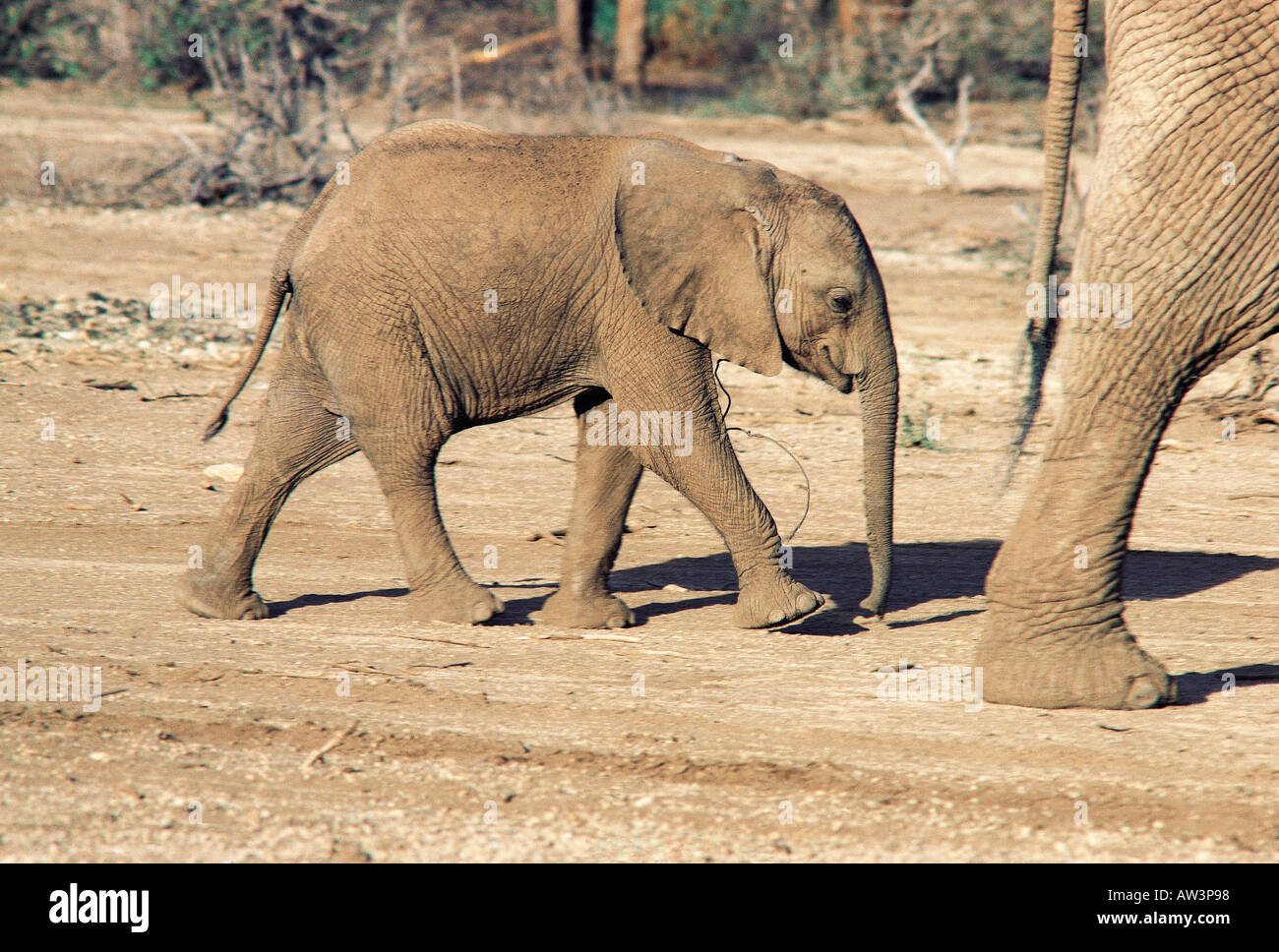 Baby Elephant con un filo laccio intorno al suo collo dopo la sua madre Samburu Riserva nazionale del Kenya Africa orientale Foto Stock