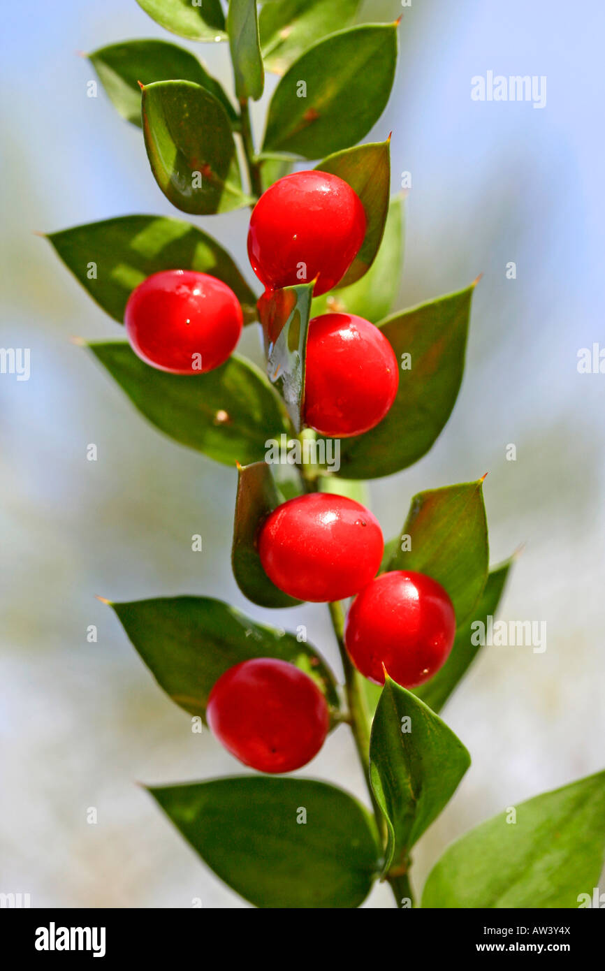 Rusco Ruscus aculeatus Foto Stock