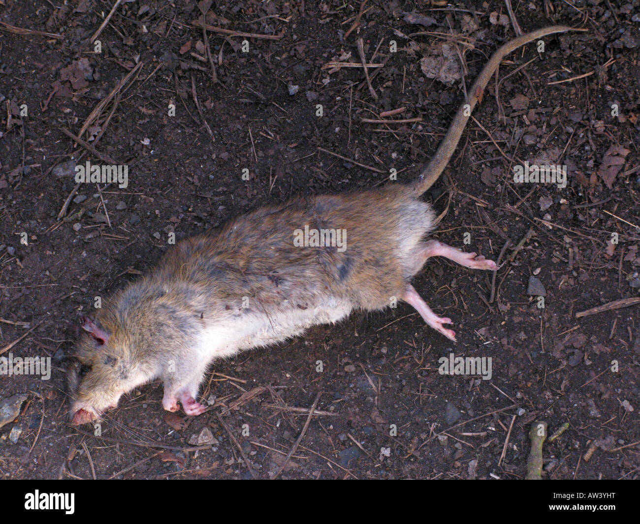 Dead Rat marrone 'Rattus norvegicus" Foto Stock