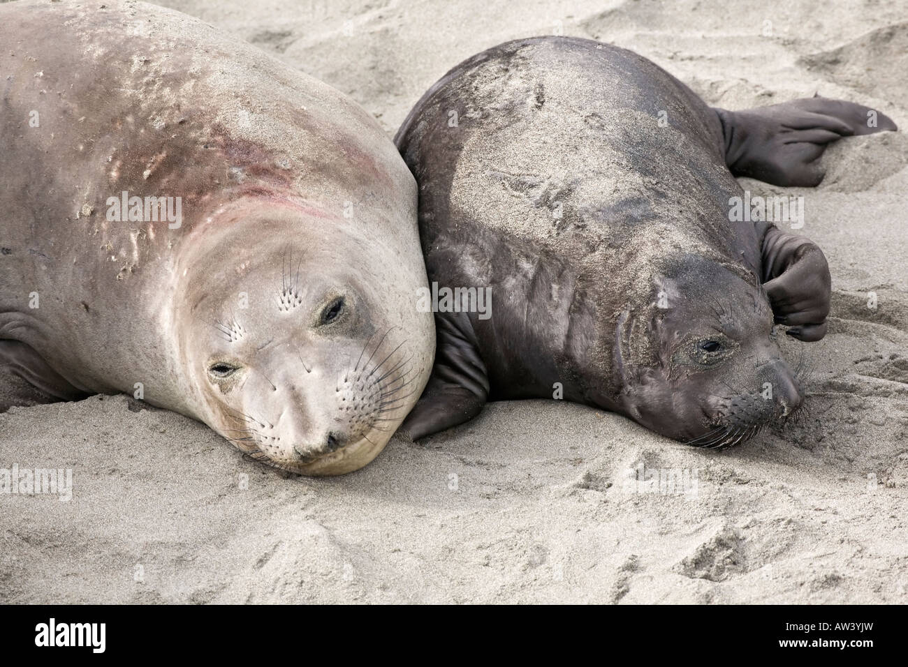 Una madre e vitello settentrionale guarnizione di elefante su una spiaggia della California Foto Stock