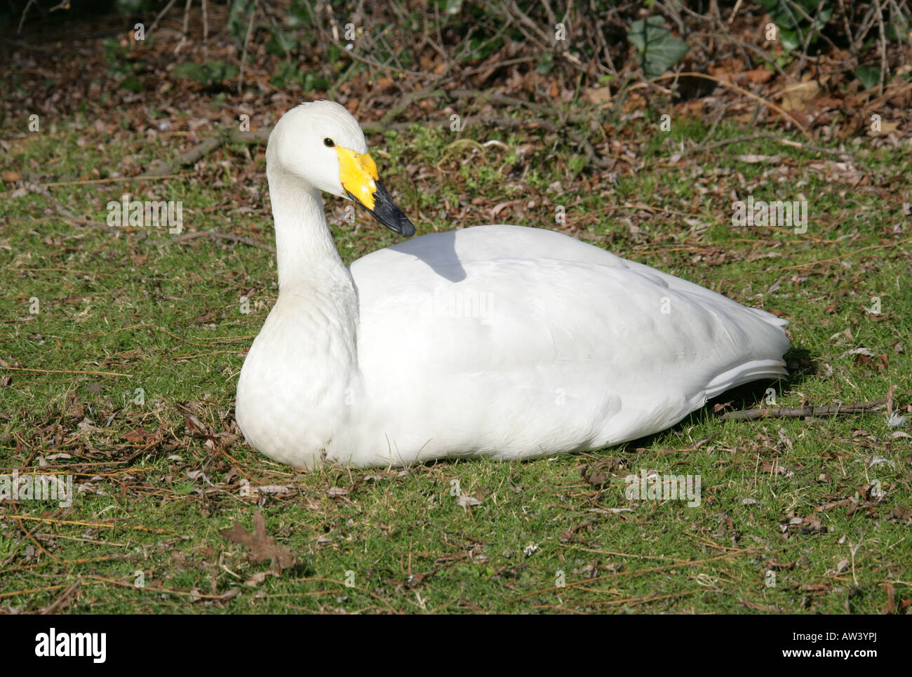 Whooper Swan, Cygnus cygnus, anatidi Foto Stock