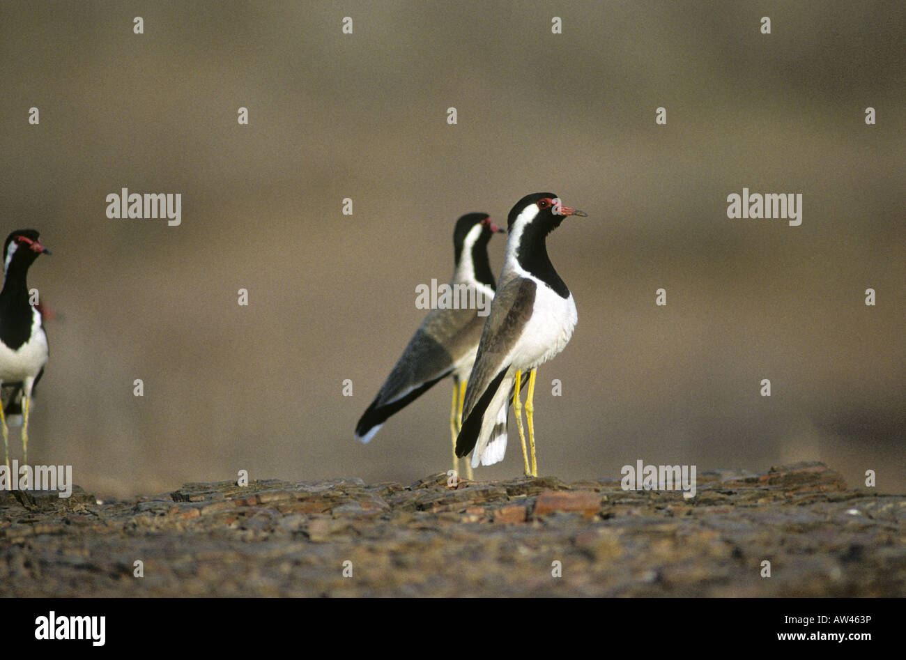 Un gruppo di Rosso Wattled lapwings Foto Stock