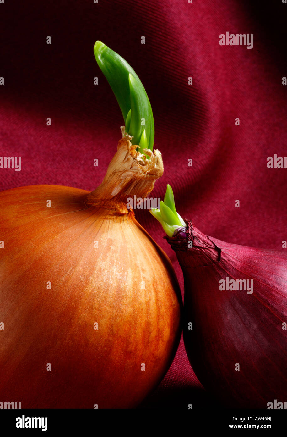 Due cipolle di germogliazione sparato contro un sfondo di borgogna. Foto Stock