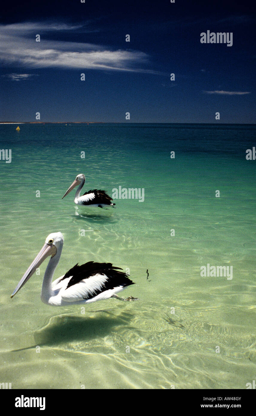 Pellicani, Ningaloo Marine Park, Australia occidentale Foto Stock