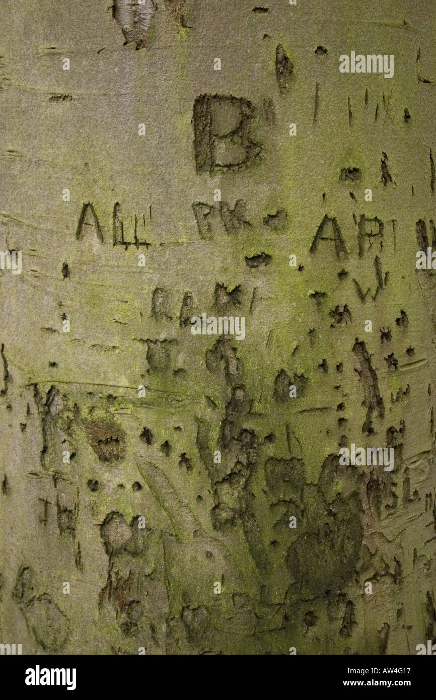 Iniziali incise nella corteccia di albero Foto Stock