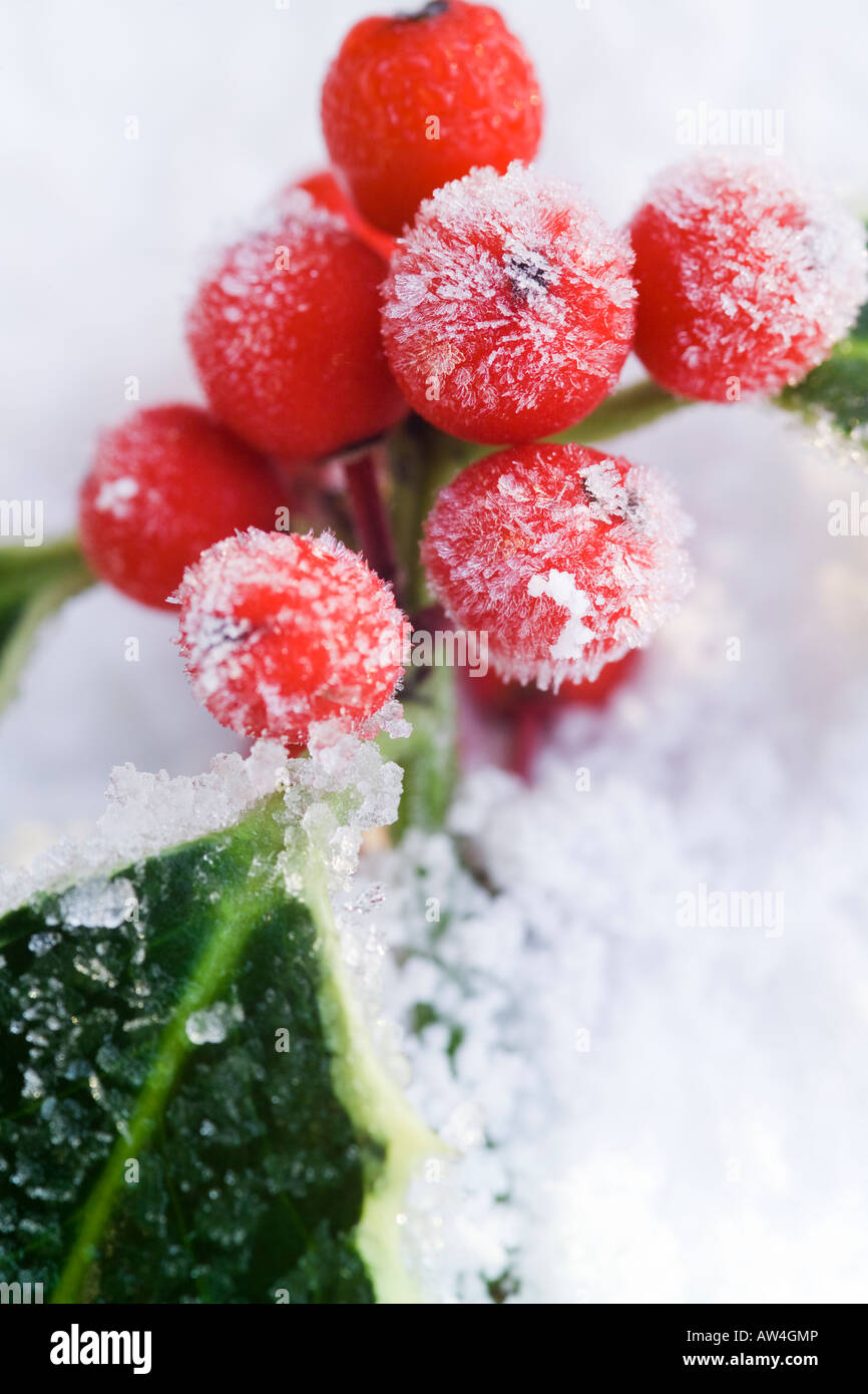 Rametto di festa del variegato frosty holly foglie con bacche rosse sulla neve Foto Stock