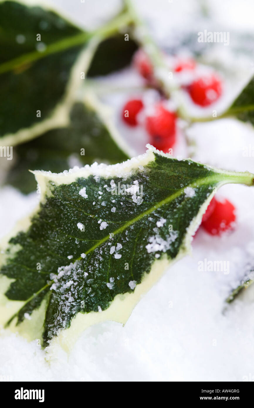 Rametto di festa del variegato frosty holly foglie con bacche rosse sulla neve Foto Stock