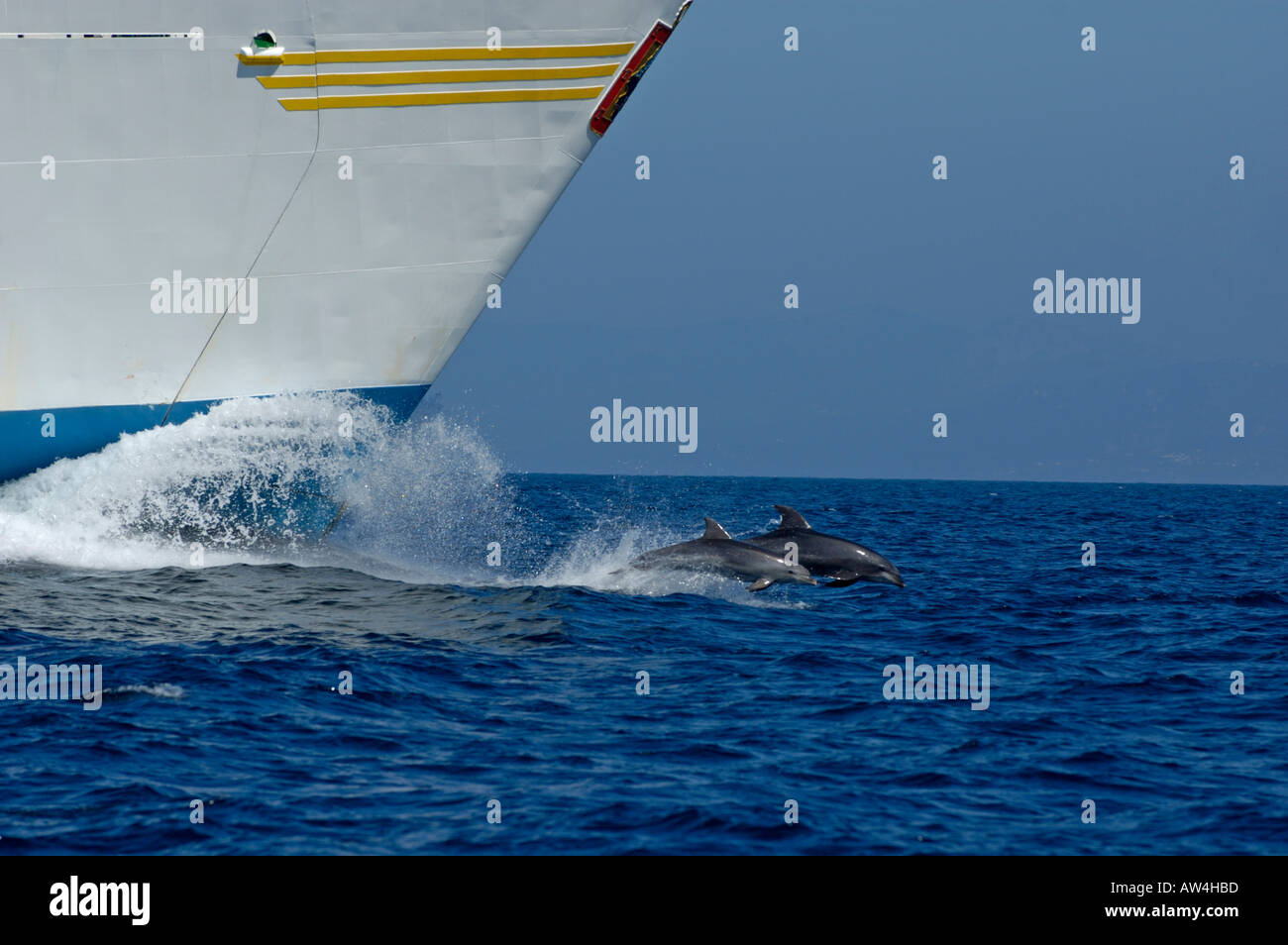 Due delfini a naso di bottiglia (tursiops truncatus) nuoto nella parte anteriore di una nave, Tarifa, Andalusia, Spagna. Foto Stock