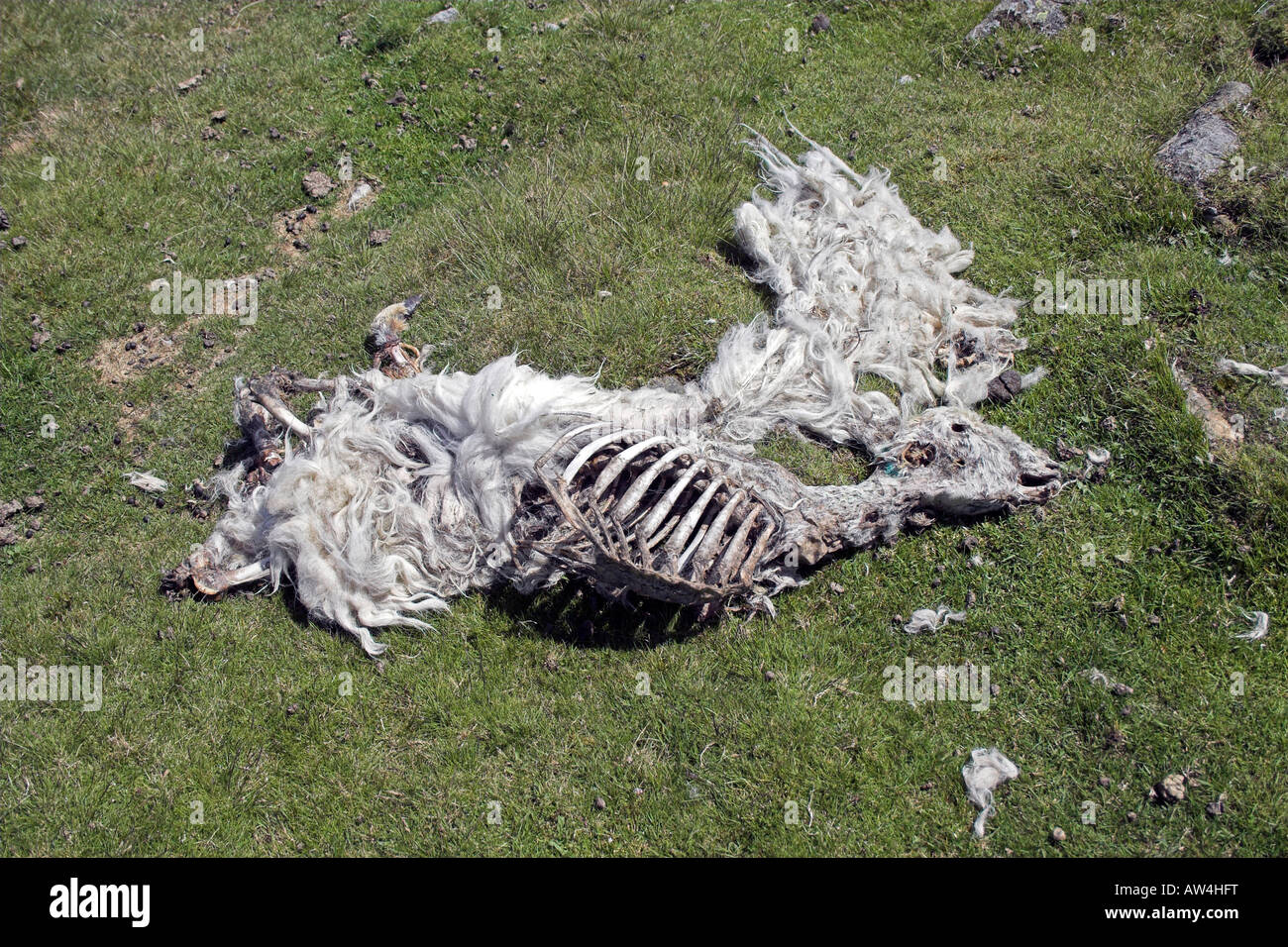 Pecora morta sul versante della montagna Foto Stock