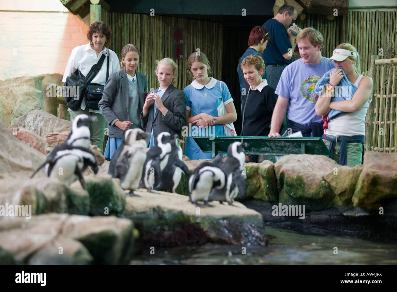 Sud Africa Cape Town turisti e scuola di vista i bambini africani pinguini Jackass sul display in Two Oceans Aquarium Foto Stock