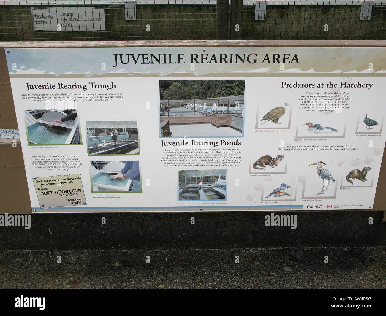 L'acquacoltura del salmone Capilano Fish Hatchery North Vancouver, BC, Canada Foto Stock