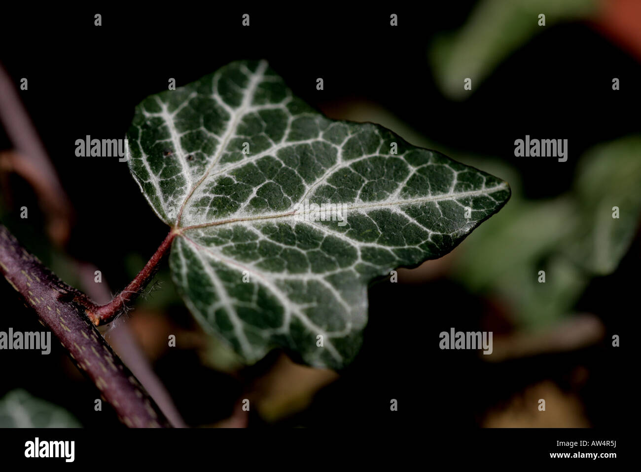 IVY Leaf (Hedera Helix) Foto Stock