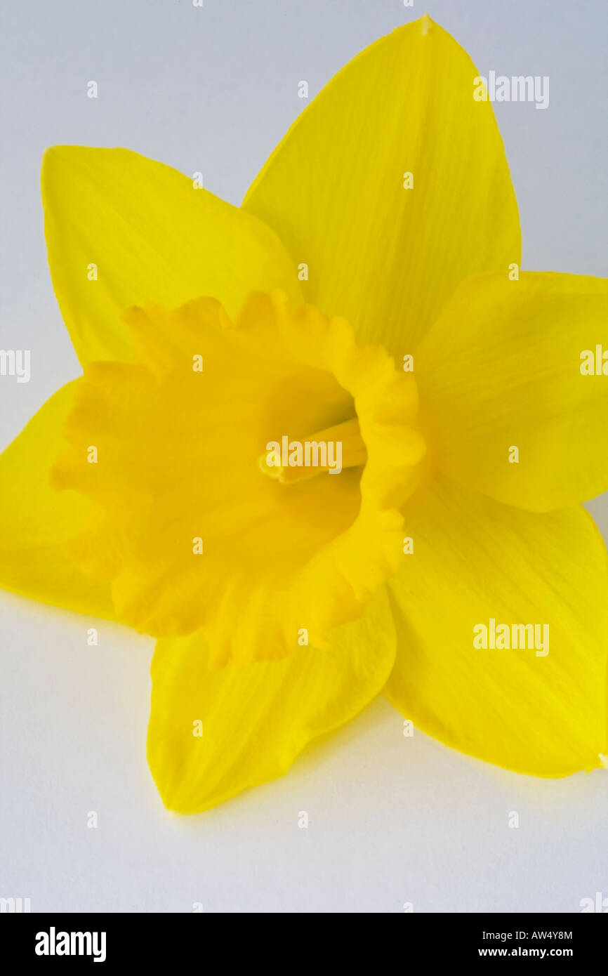 Close-up di Daffodil,Galles,UK Foto Stock
