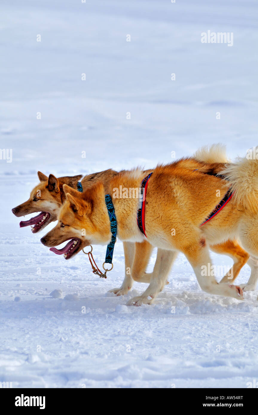 Coppia cani da slitta, Svizzera Europa Foto Stock