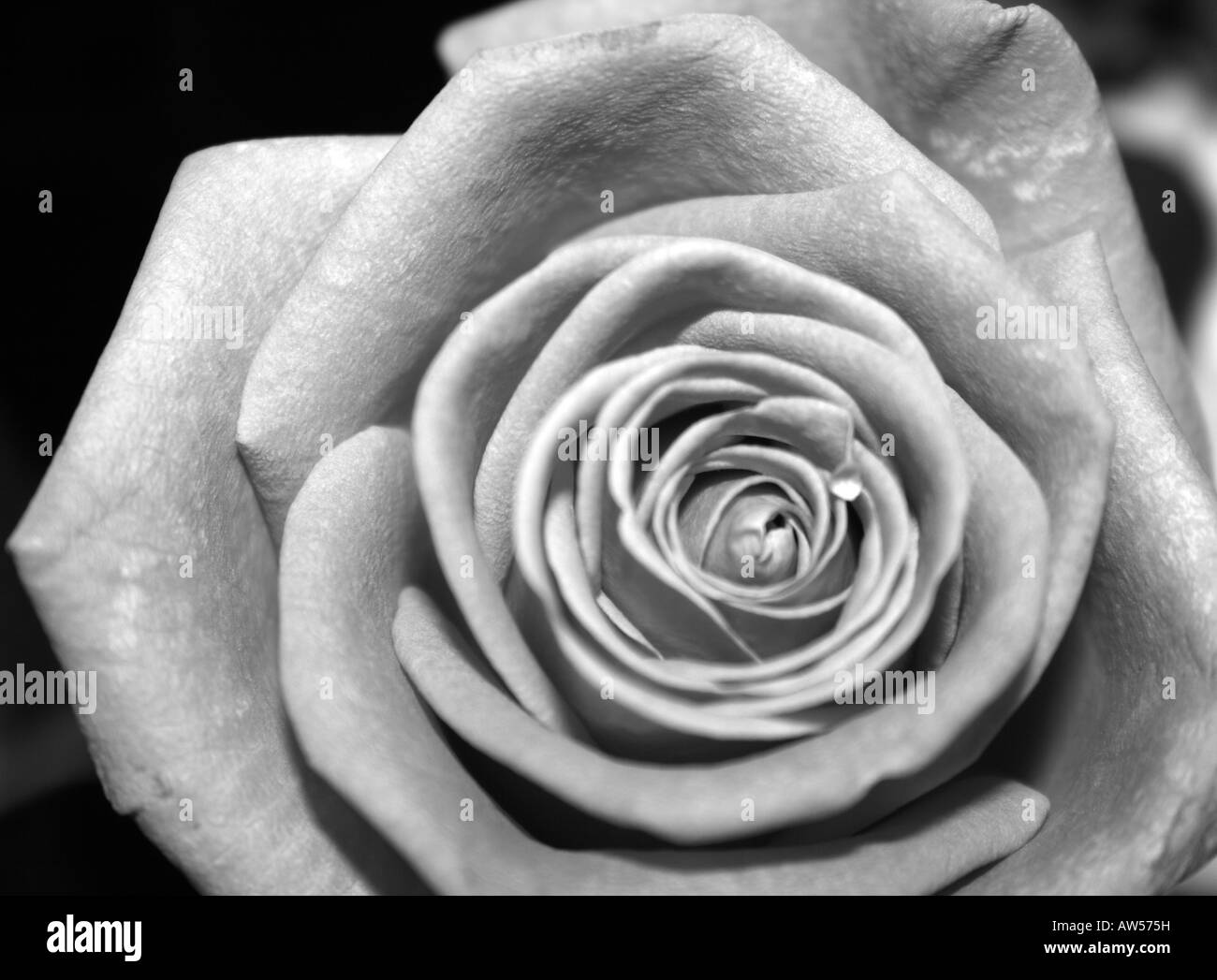 Una fotografia in bianco e nero di una rosa rossa fiore in aprire il petalo Foto Stock