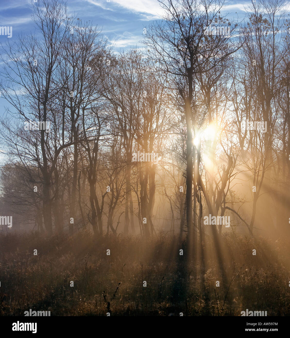 Nebbia mattutina a mendicare Prato, il Parco Nazionale di Shenandoah Foto Stock