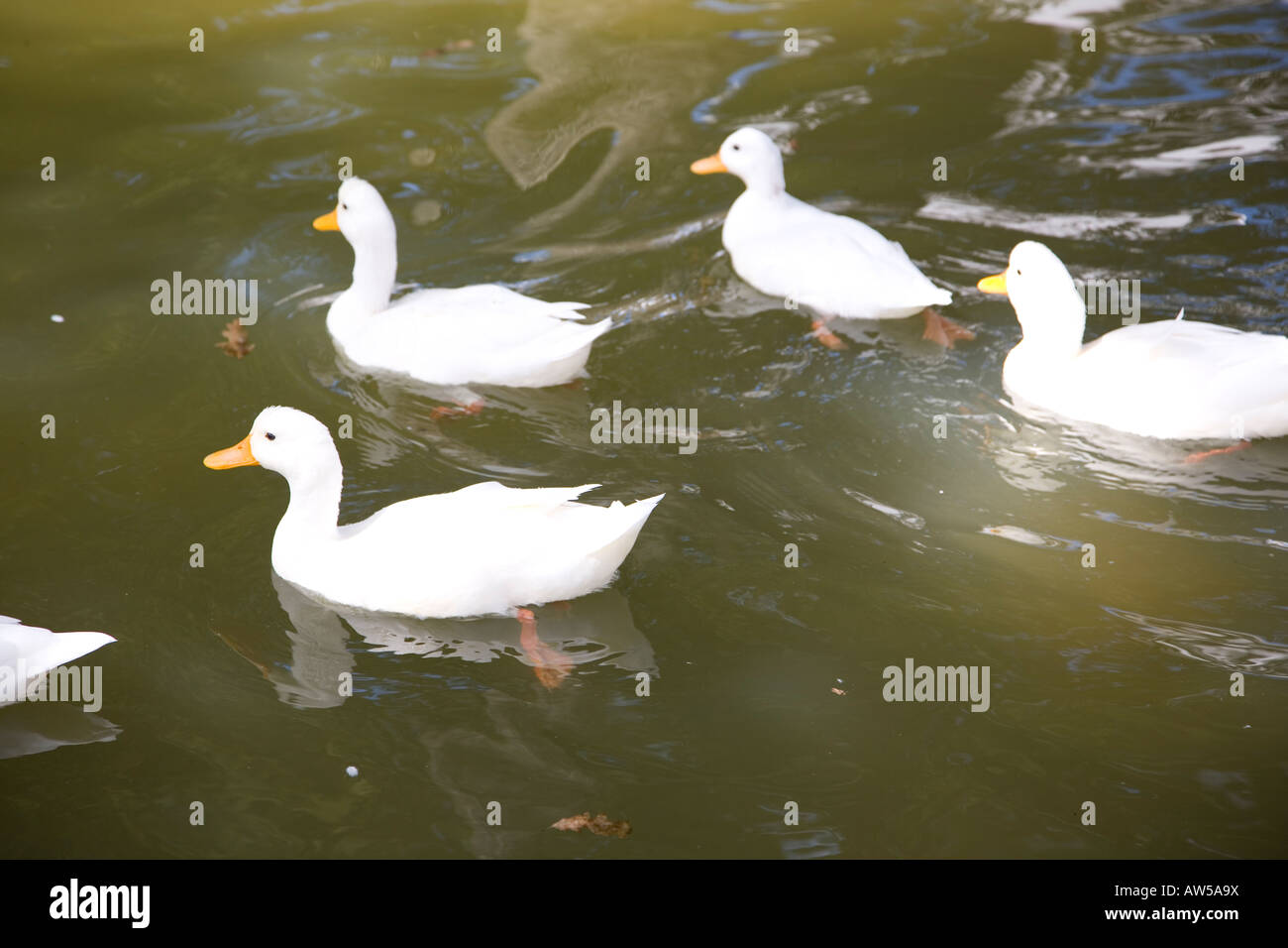 Famiglia di anatre bianco scorrevolezza su acqua Foto Stock