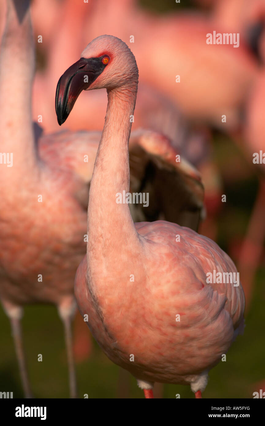 Flamingo ritratto Foto Stock