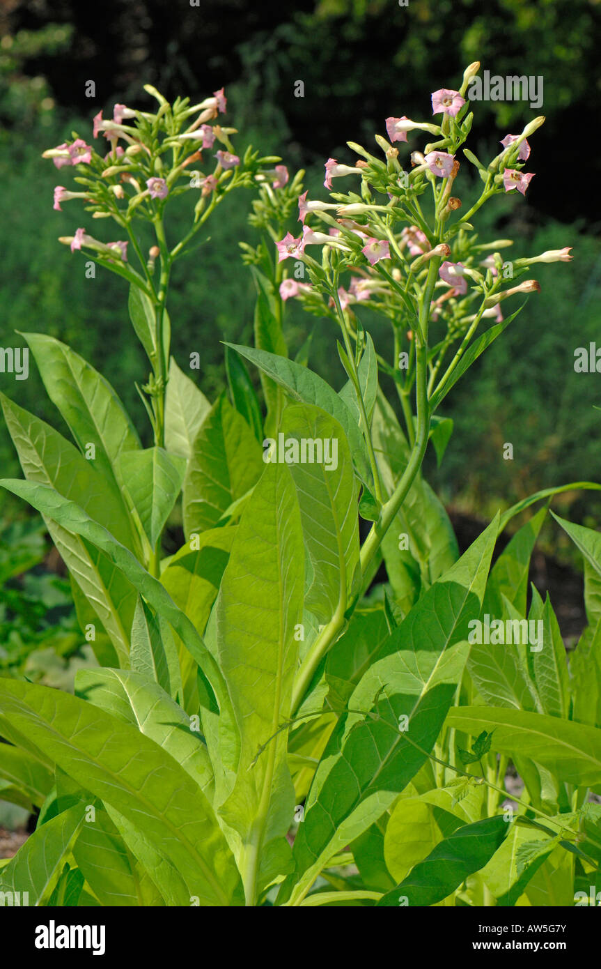 Comune, del tabacco coltivato tabacco (Nicotiana tabacum), la fioritura delle piante Foto Stock