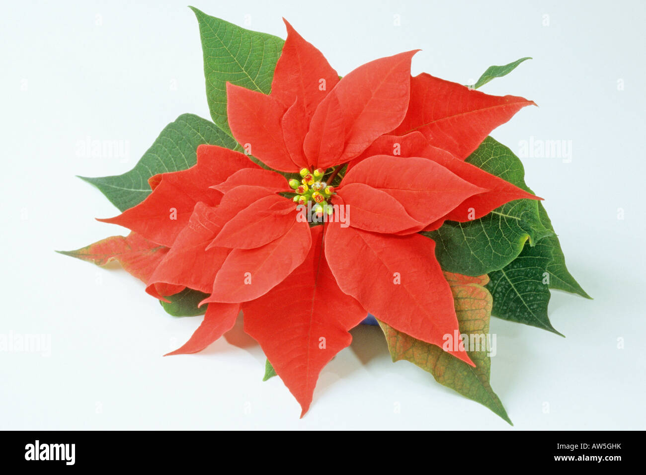 Poinsettia (Euphorbia pulcherrima), fioritura ramoscello, studio immagine Foto Stock