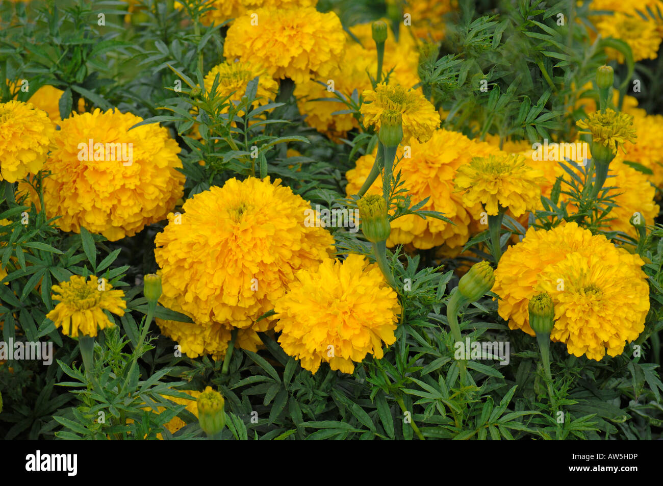 Tagete africano (Tagetes erecta Double Eagle), fioritura Foto Stock