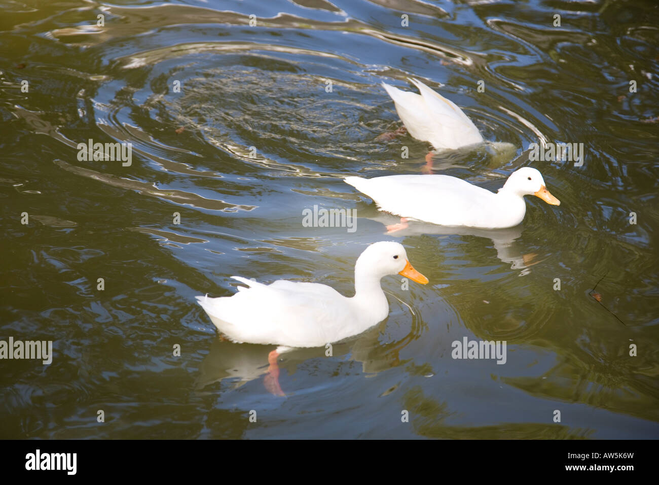 Constantia anatre ho Foto Stock