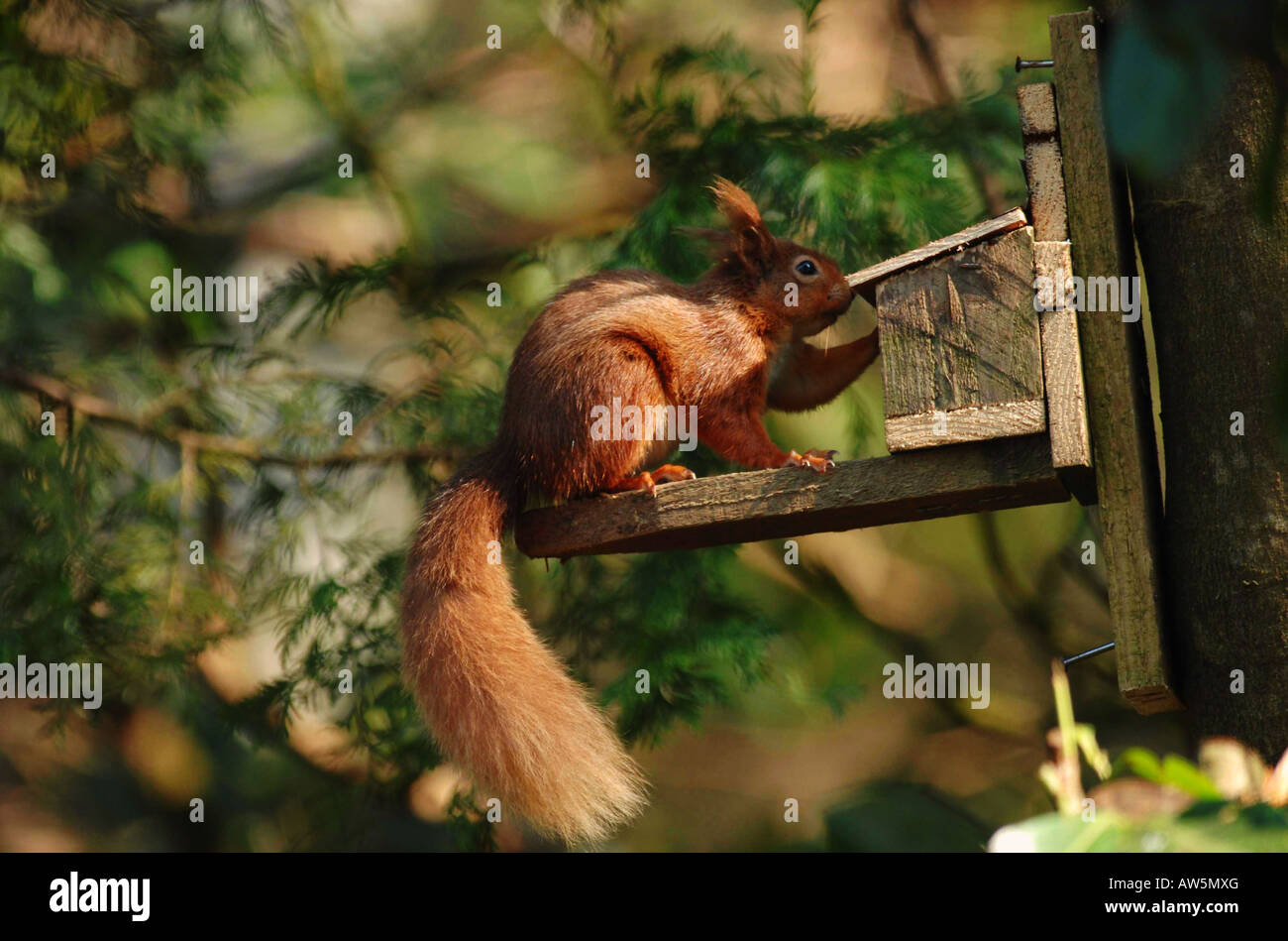 Uno scoiattolo rosso alimenta i dadi sulla sinistra in un alimentatore di scoiattolo. L'animale ha bisogno di aprire l'alimentatore per accedere ai dadi. La serie 2 di 4. Foto Stock