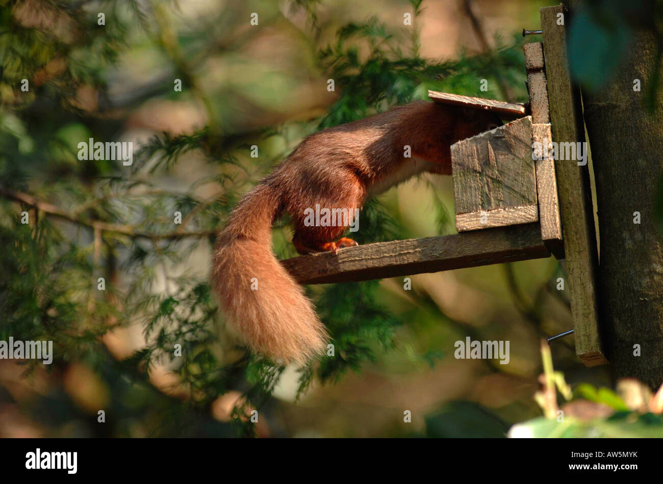 Uno scoiattolo rosso alimenta i dadi sulla sinistra in un alimentatore di scoiattolo. L'animale ha bisogno di aprire l'alimentatore per accedere ai dadi. 3 serie di 4. Foto Stock