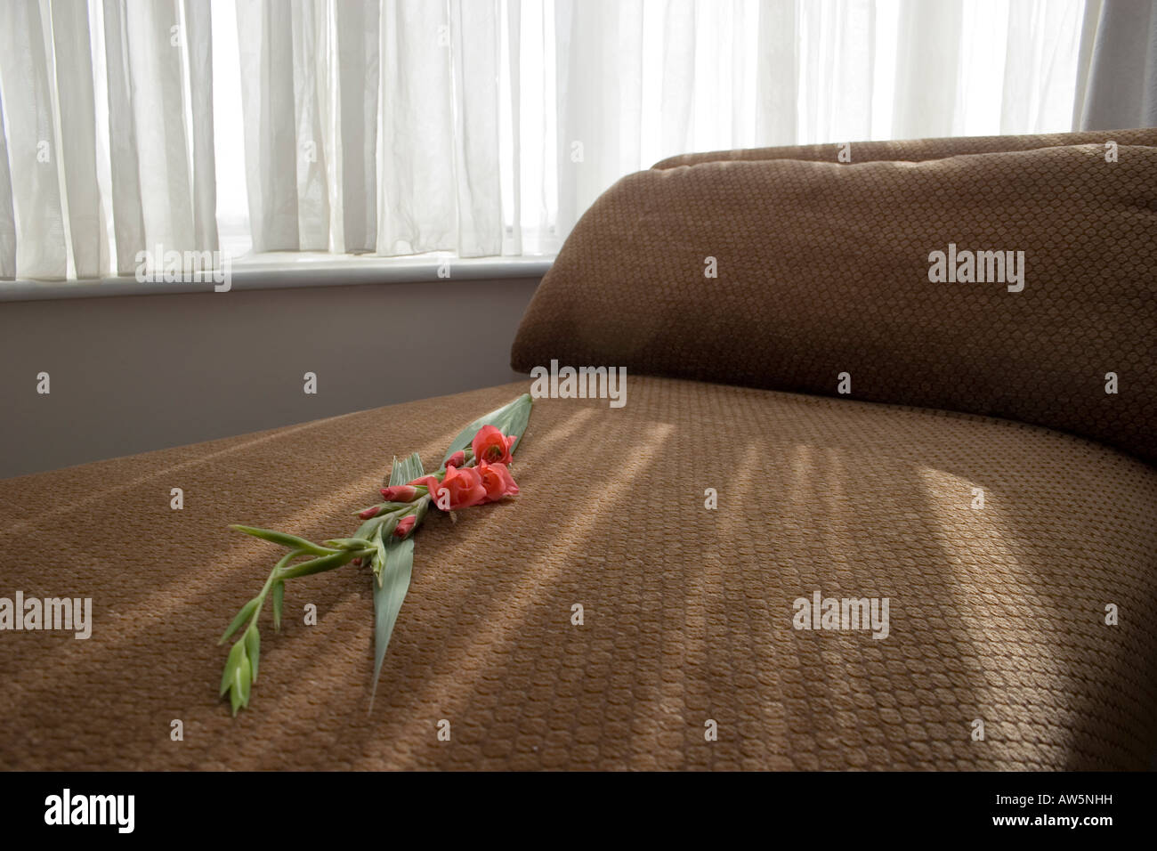 Chaise longue con fiore dolcemente illuminati dalla luce della finestra Foto Stock