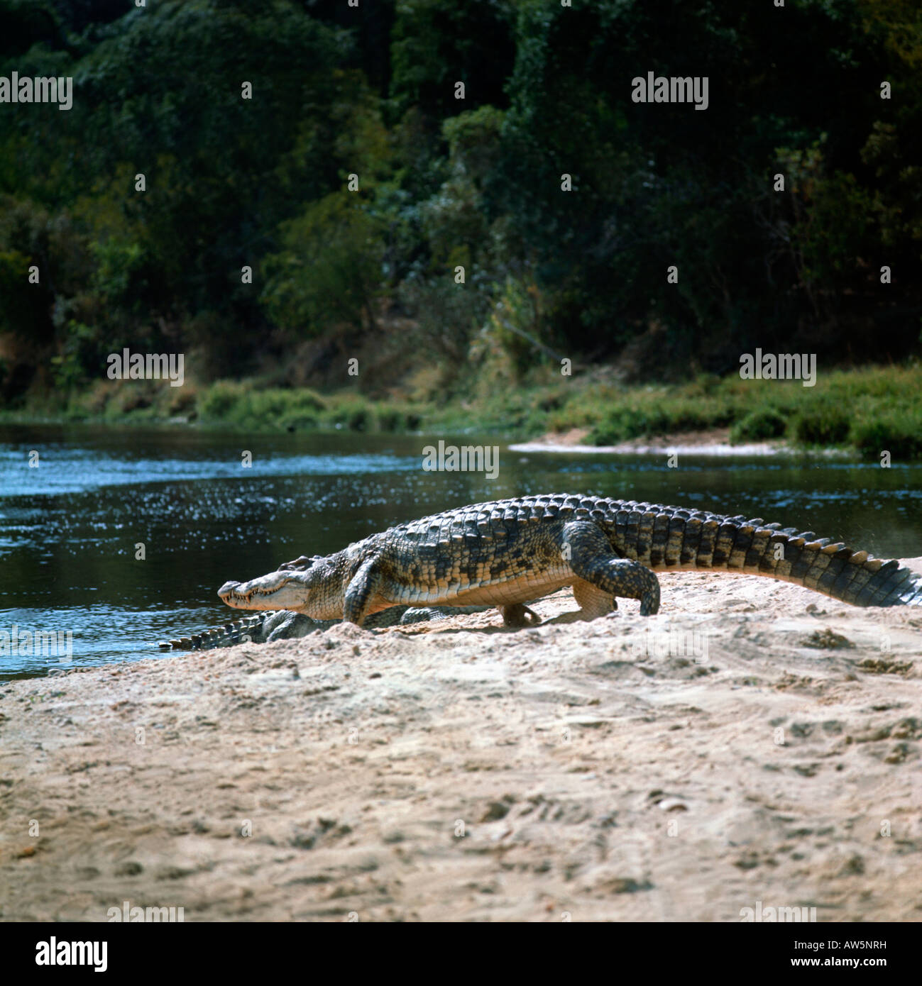 Coccodrillo del Nilo Crocodylus niloticus camminando sulla riva del fiume uganda Africa Afrika animali Bewegung coccodrilli Crocodili Foto Stock
