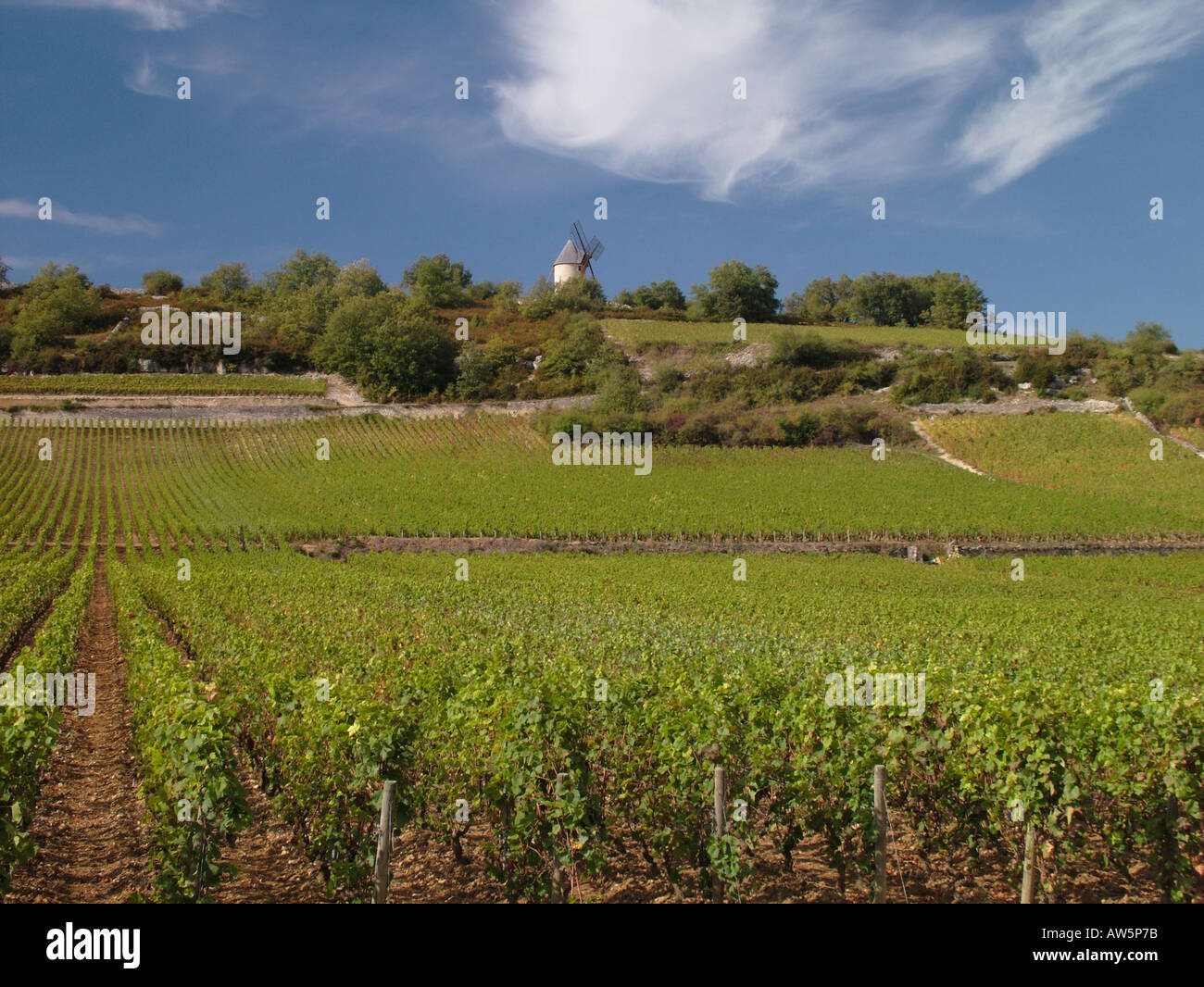 AJD46369, Francia, Chassagne-Montrachet, Borgogna, Cote de Beaune, Cote d'Or, Europa Foto Stock