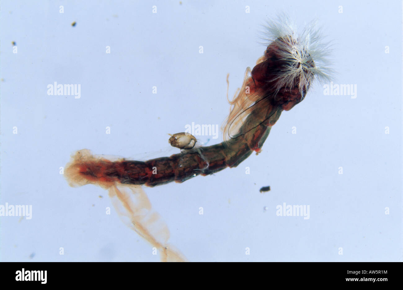 Le specie indicatrici di chironomid midge Chironomus riparius pupa Foto Stock