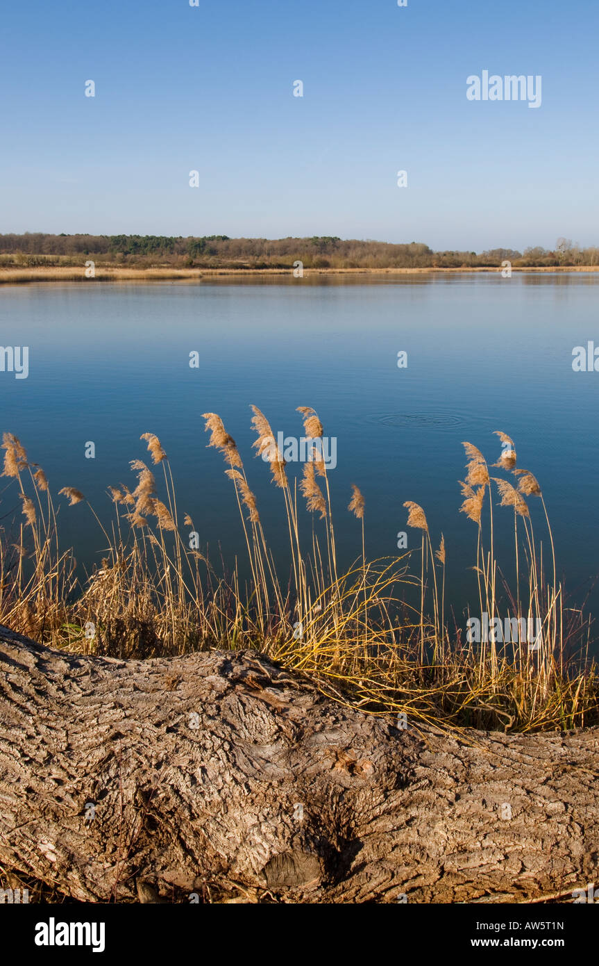Gli stock di pesci di lago, Brenne, Francia. Foto Stock
