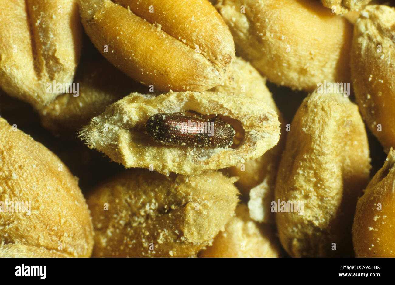 Grano minore borer Rhizopertha dominica sul chicco di grano Foto Stock