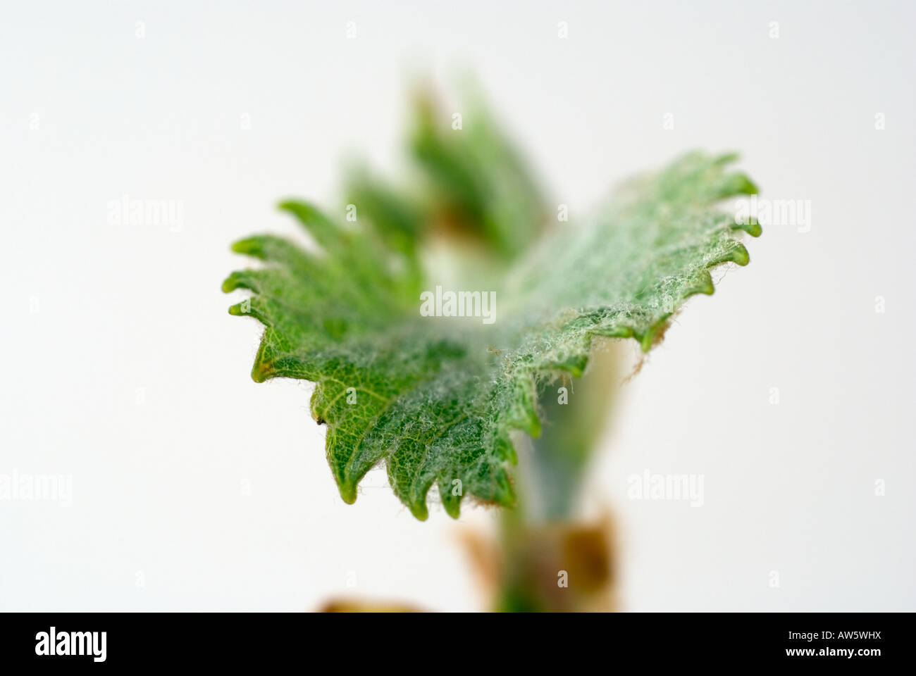 Foglio della vite Foto Stock