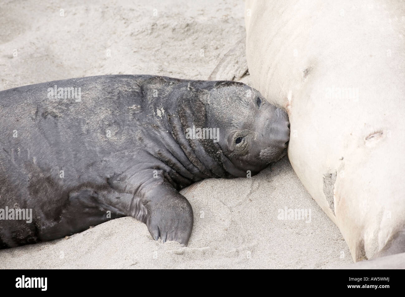 Un giovane Nord guarnizione di elefante cucciolo lattante su una spiaggia della California Foto Stock