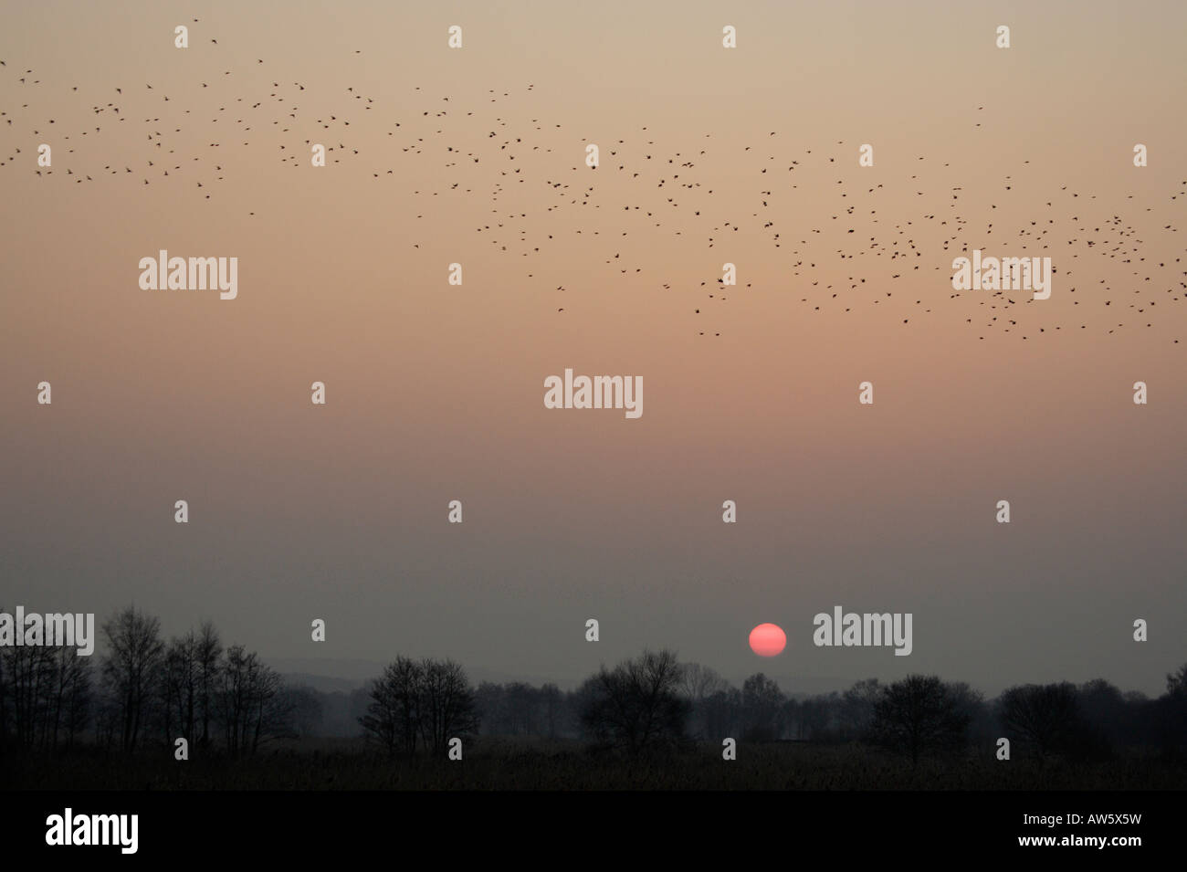 Per gli storni provenienti da posatoio al tramonto i livelli di Somerset Foto Stock