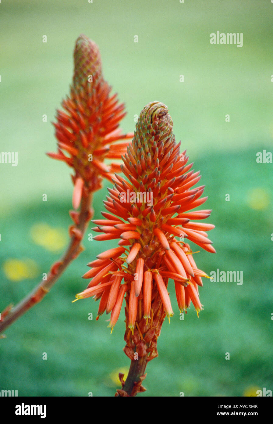 Fiori di aloe arborescens. Parador del Golf Garden. Malaga. Andalusia. Spagna. Foto Stock