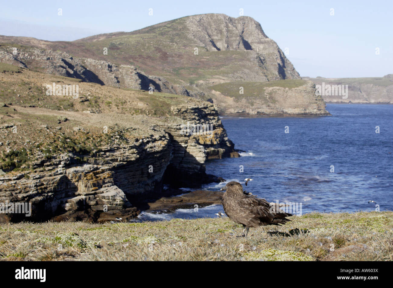 Skua marrone nuova isola Falkland Foto Stock